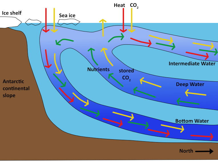 Storage of heat and carbon dioxide in the Southern Ocean