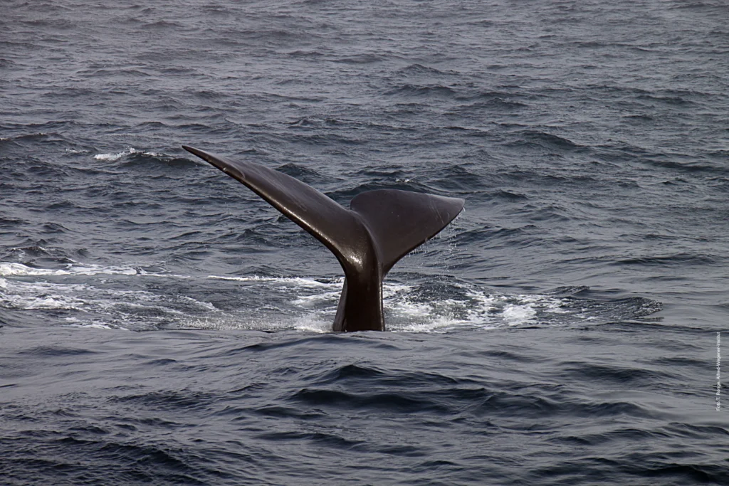 whale diving in the Scotia Sea