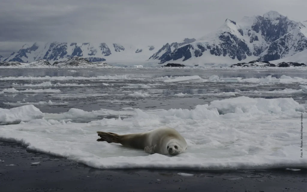 seal resting on antarctic sea-ice