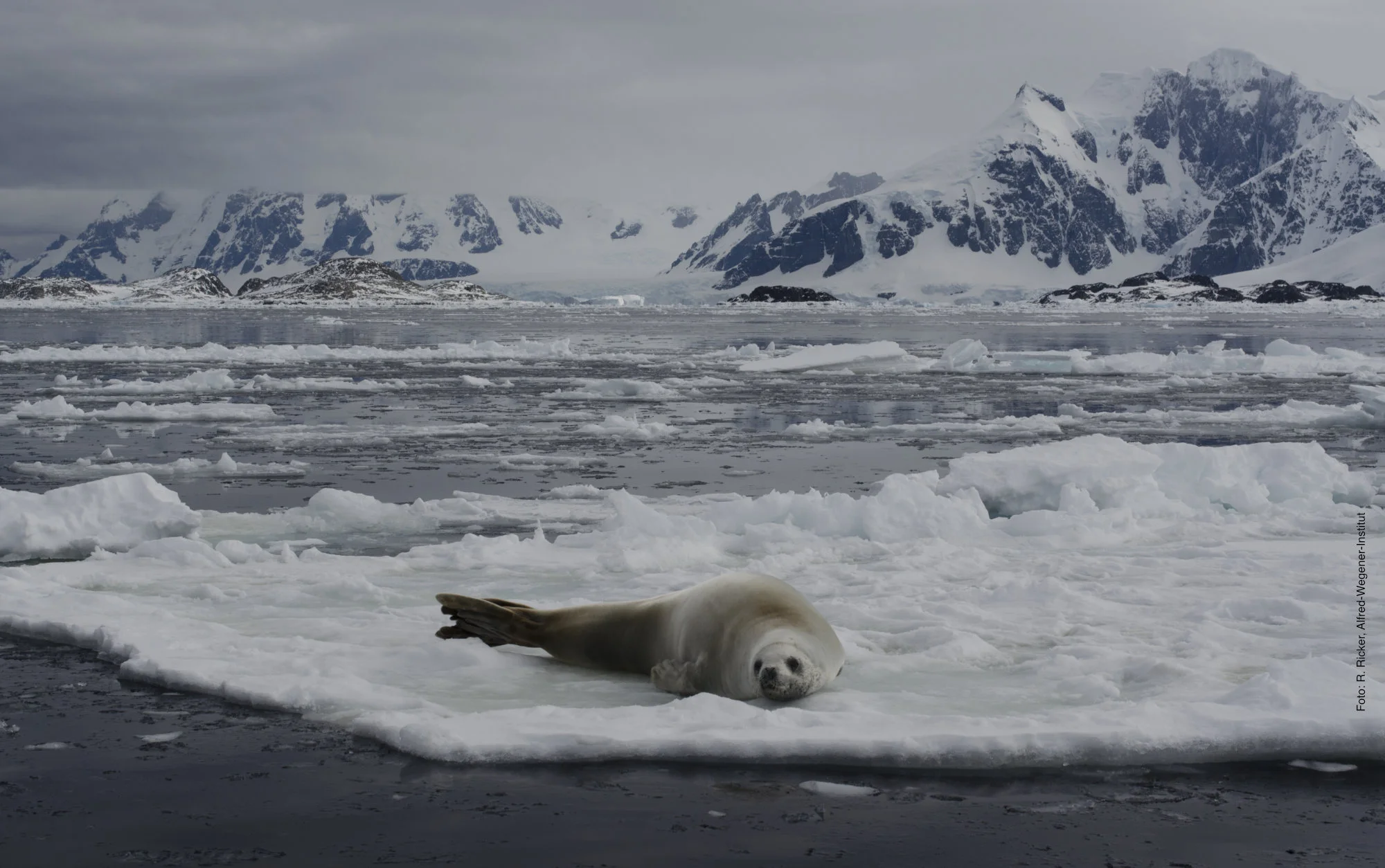 Seal resting on Antarctic sea ice