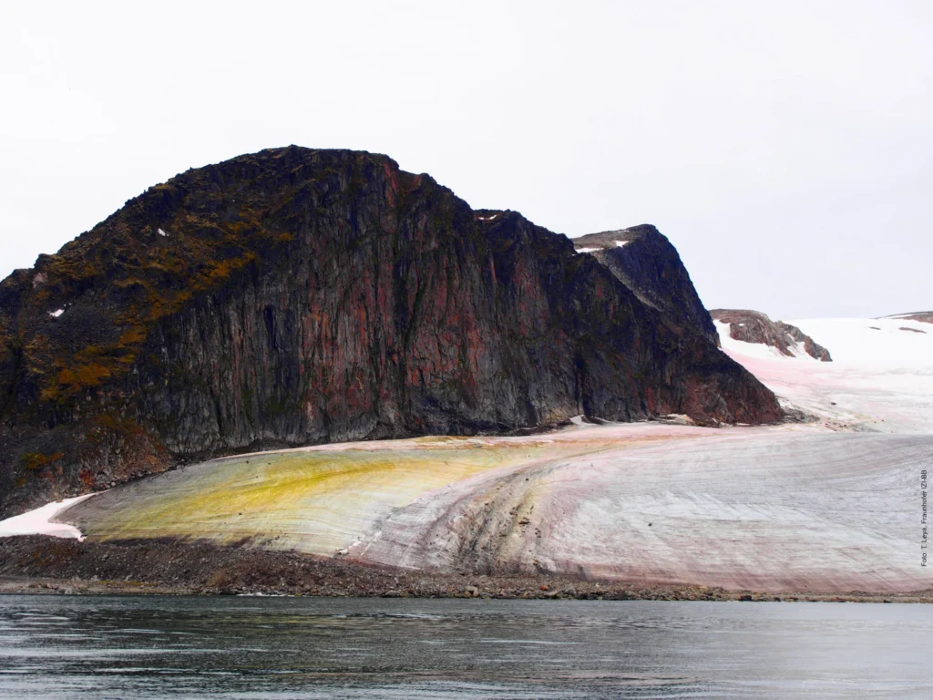 snow algae flora in northwestern Spitsbergen