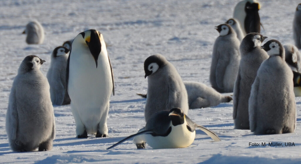 emperor penguin colony in antarctica