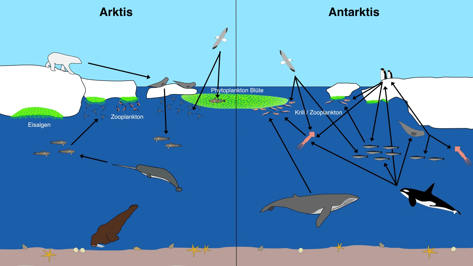 foodwebs in the polar oceans