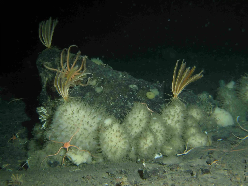 sponges at the southern ocean sea floor