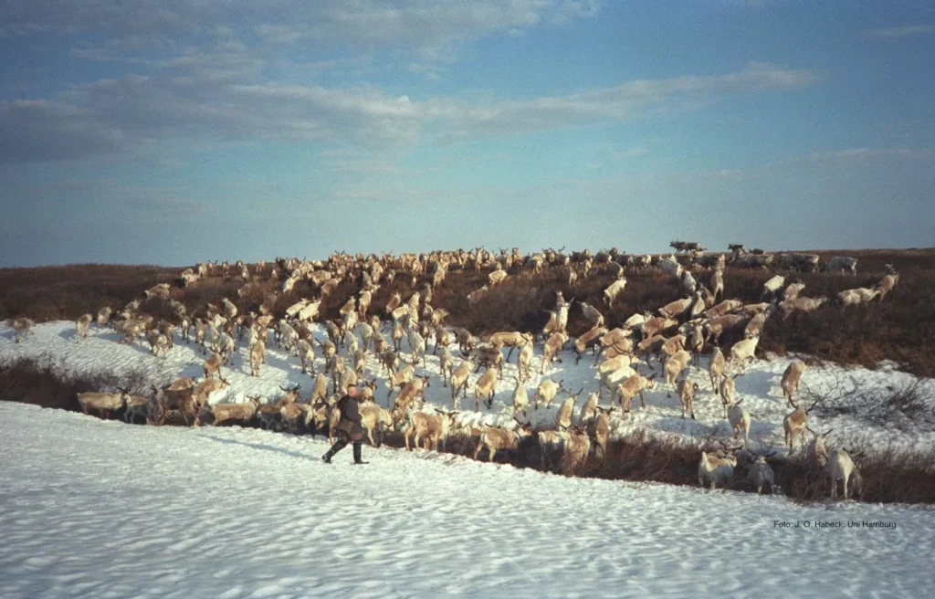 reindeer in the arctic tundra