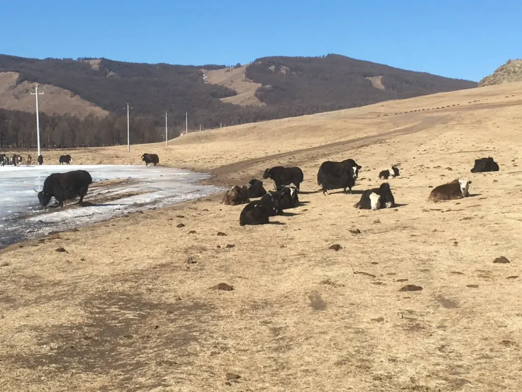 cattle in mogolia